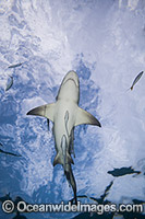 Lemon shark (Negaprion brevirostris) with remoras. Found in the tropical western Atlantic from New Jersey to southern Brazil, and in the north eastern Atlantic off west Africa. Photo taken in the Bahamas, Atlantic Ocean.
