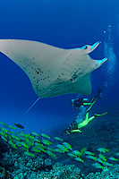 Scuba Diver with Giant Oceanic Manta Ray (Manta birostris) and schooling fish,off Hawaii. This is a composite image, comprising of 2 or more images digitally merged together.