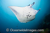 Giant Oceanic Manta Ray (Manta birostris) at a cleaning station. Also known as Devilfish. Found in tropical waters throughout the world, mostly around coral reefs.