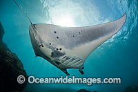 Giant Oceanic Manta Ray (Manta birostris). Found throughout the world in tropical and subtropical waters, but also can be found in temperate waters. Largest type of ray in the world, recorded at over 7.6 metres (26ft). Bali, Indonesia. Coral Triangle.