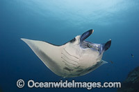 Giant Oceanic Manta Ray (Manta birostris). Found throughout the world in tropical and subtropical waters, but also can be found in temperate waters. Largest type of ray in the world, recorded at over 7.6 metres (26ft) across. Yap, Micronesia.