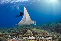 Diver observing Reef Manta Ray (Manta alfredi). Also known as Devilfish and Devilray. Found throughout the Indo-Pacific in tropical and subtropical waters, but also recorded in the tropical east Atlantic. West Maui, Hawaii, USA.