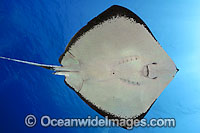 Southern Stingray (Dasyatis americana). Found in tropical and sub-tropical waters of the southern Atlantic Ocean, including Caribbean Sea and the Gulf of Mexico.