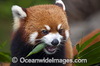 Red Panda (Ailurus fulgens). Found in the temperate forests of the Himalayas and some high mountain areas of China and Myanmar (Burma). Listed as Endangered Species. China.