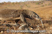 Komodo Dragon (Varanus komodoensis). World's largest lizard found on Komodo, Rinca, Flores, and Gili Motang Islands, Indonesia. Photo taken on Rinca Island, Indonesia. Listed as Vulnerable species on the IUCN Red List. Within the Coral Triangle.