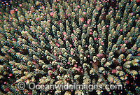 Coral spawning, showing suspended egg and sperm bundles. Great Barrier Reef, Queensland, Australia.