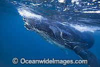 Humpback Whale (Megaptera novaeangliae). Photo taken in Ha'apai, Kingdom of Tonga. Classified as Vulnerable on the 2000 IUCN Red List.
