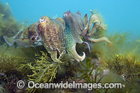 Giant Cuttlefish (Sepia apama). Photo taken at Whyalla, Spencer Gulf, South Australia, Australia.