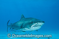 Tiger Shark (Galeocerdo cuvier), with Suckerfish attached. Photo taken at Tiger Beach, Bahamas, Atlantic Ocean.