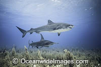 Tiger Shark (Galeocerdo cuvier) and Great Hammerhead Shark (Sphyrna mokarran). Bahamas, Atlantic Ocean.