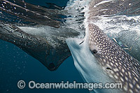 Whale Shark (Rhincodon typus), opportunistically feeding on baitfish spilling from net. Found throughout the world in all tropical and warm-temperate seas. Photo taken in Cenderawasih Bay, West Papua, Indonesia. Classified Vulnerable on the IUCN Red List.