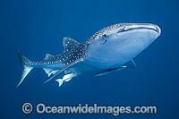 Whale Shark (Rhincodon typus). Found throughout the world in all tropical and warm-temperate seas. Photo taken in Cenderawasih Bay, West Papua, Indonesia. Classified Vulnerable on the IUCN Red List.