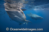 Whale Shark (Rhincodon typus), gulping at the surface. Found throughout the world in all tropical and warm-temperate seas. Photo taken at Cenderawasih Bay, West Papua, Indonesia. Classified Vulnerable on the IUCN Red List.