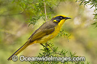 Yellow-tufted Honeyeater Photo - Gary Bell