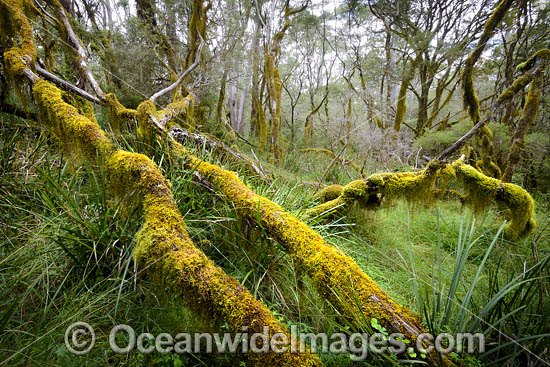 Gondwana Rainforest photo