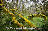 Gondwana Rainforest Photo - Gary Bell