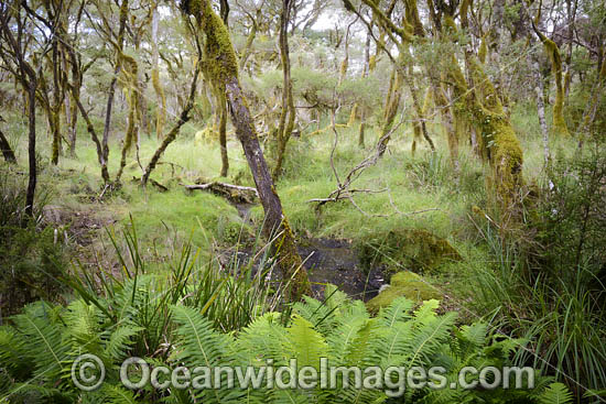 Gondwana Rainforest photo