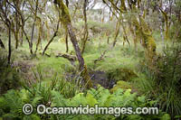 Gondwana Rainforest Photo - Gary Bell