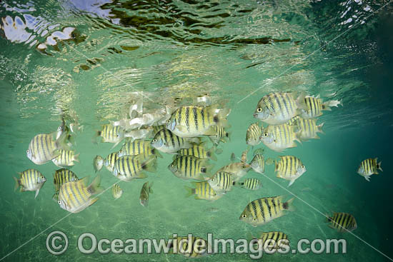 Black-tail Sergeant photo