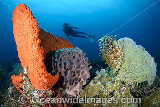 Diver on Coral Reef photo