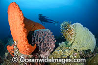 Diver on Coral Reef Photo - Gary Bell