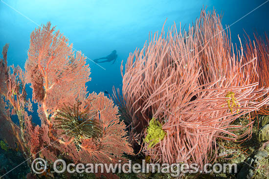 Diver on Coral Reef photo