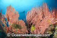 Diver on Coral Reef Photo - Gary Bell