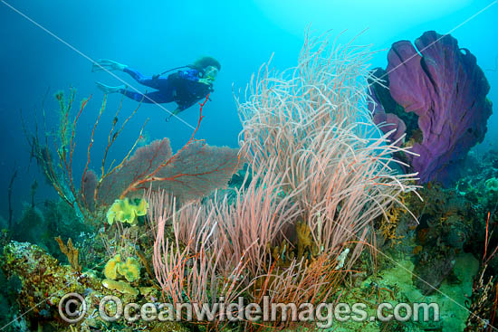 Diver on Coral Reef photo