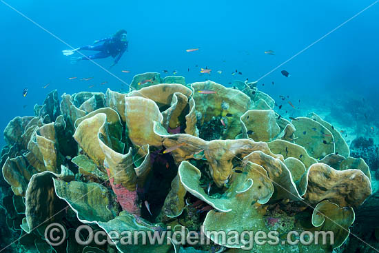 Diver on Coral Reef photo