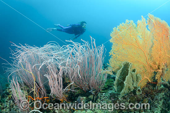 Diver on Coral Reef photo