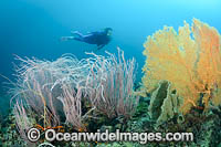 Diver on Coral Reef Photo - Gary Bell