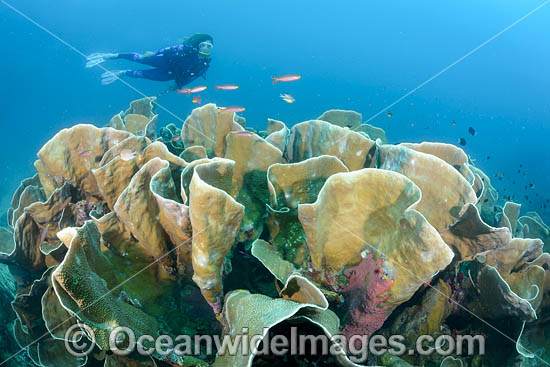 Diver on Coral Reef photo