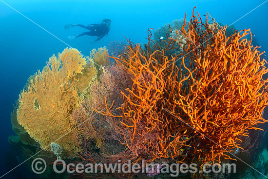 Diver on Coral Reef photo