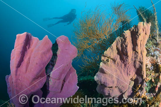 Diver on Coral Reef photo