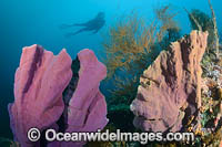 Diver on Coral Reef Photo - Gary Bell