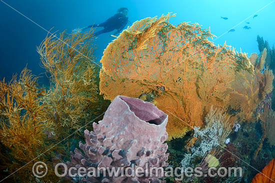 Diver on Coral Reef photo