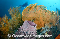 Diver on Coral Reef Photo - Gary Bell