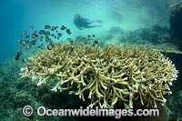 Diver on Coral Reef Photo - Gary Bell