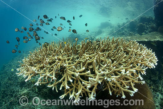 Damselfish on coral reef photo