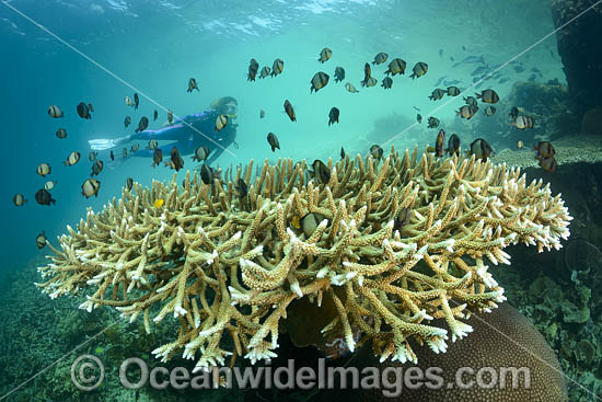 Diver on Coral Reef photo