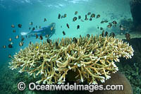 Diver on Coral Reef Photo - Gary Bell