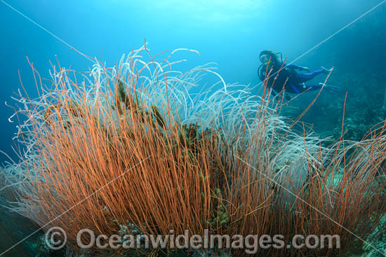 Diver on Coral Reef photo