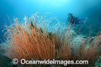 Diver on Coral Reef Photo - Gary Bell