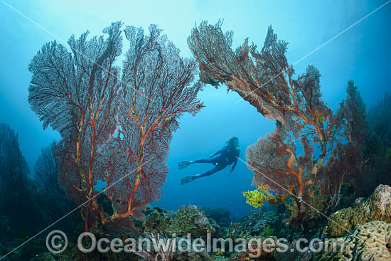 Diver on Coral Reef photo