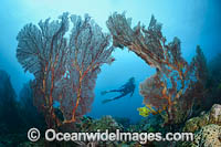 Diver on Coral Reef Photo - Gary Bell