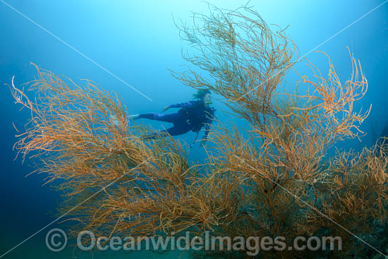 Diver on Coral Reef photo