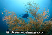 Diver on Coral Reef Photo - Gary Bell