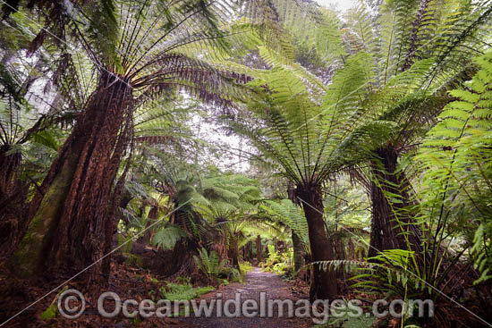 Liffey Falls Rainforest photo