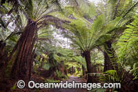 Liffey Falls Rainforest Photo - Gary Bell