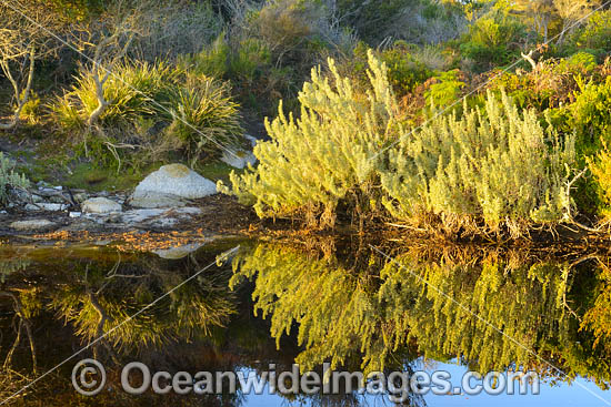 Mount William Tasmania photo